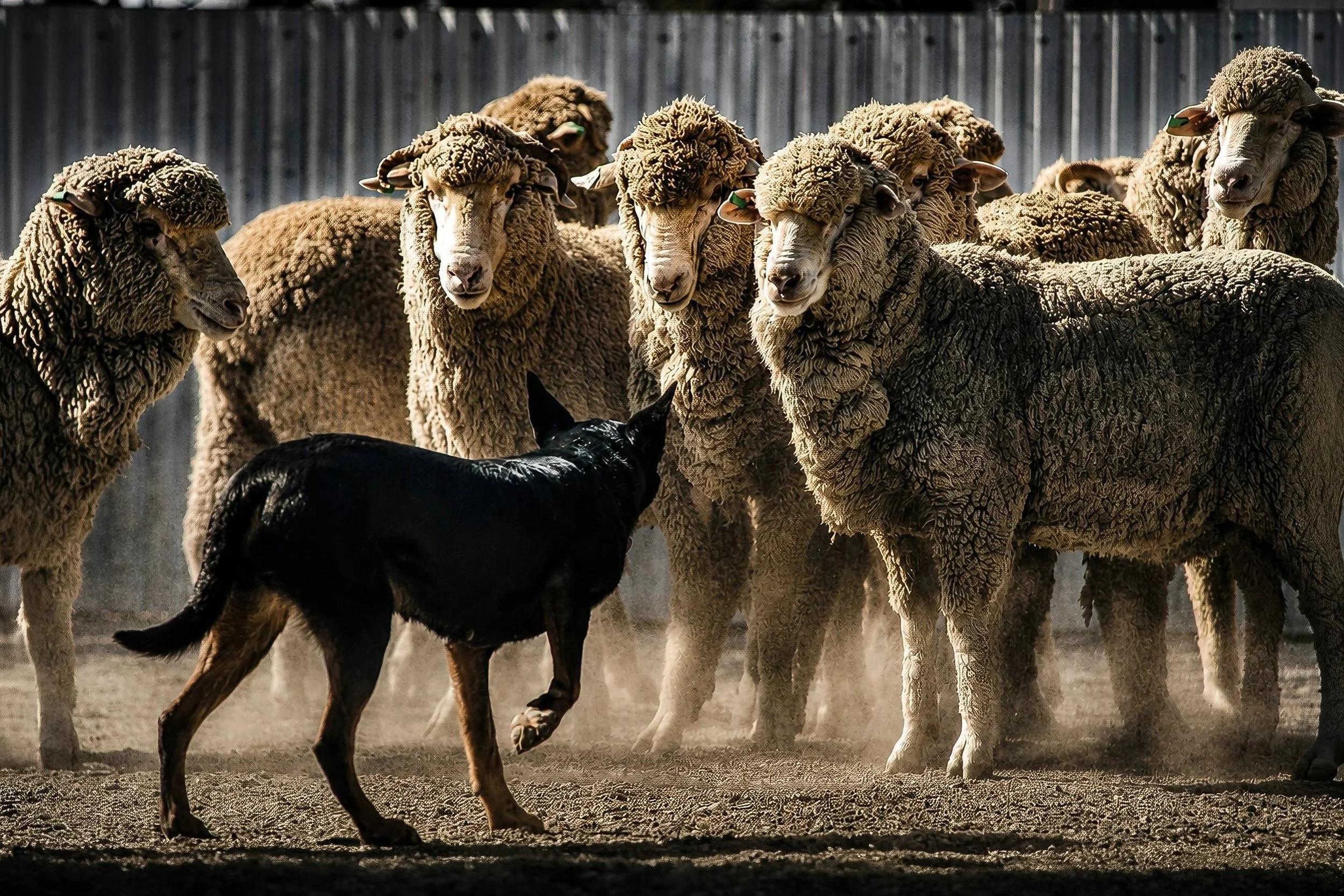 Group of sheep standing close together in a dusty outdoor farm setting, with a black and tan dog in front.