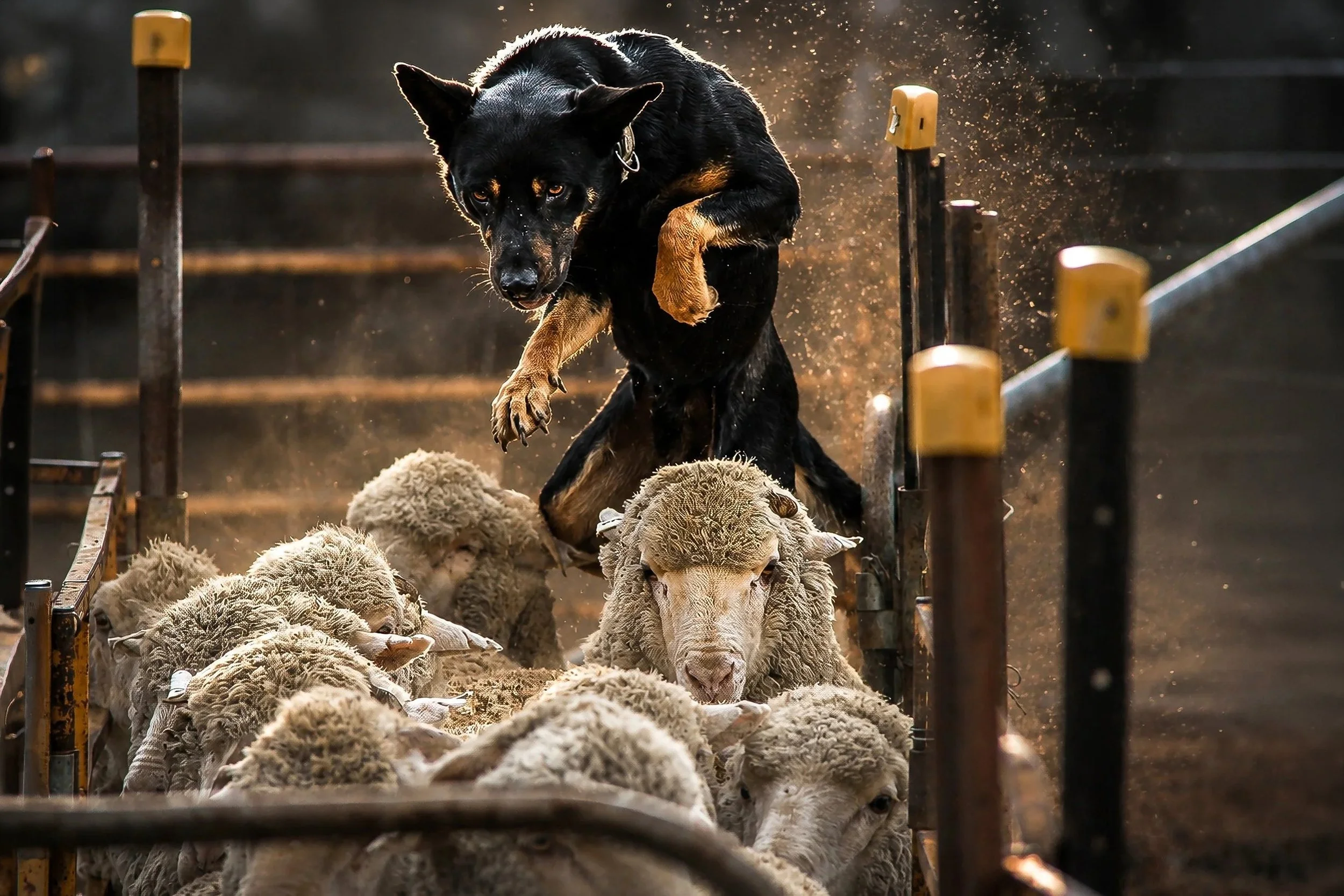 A focused Australian Working Kelpie balances a mob of sheep inside traditional sheep yards.