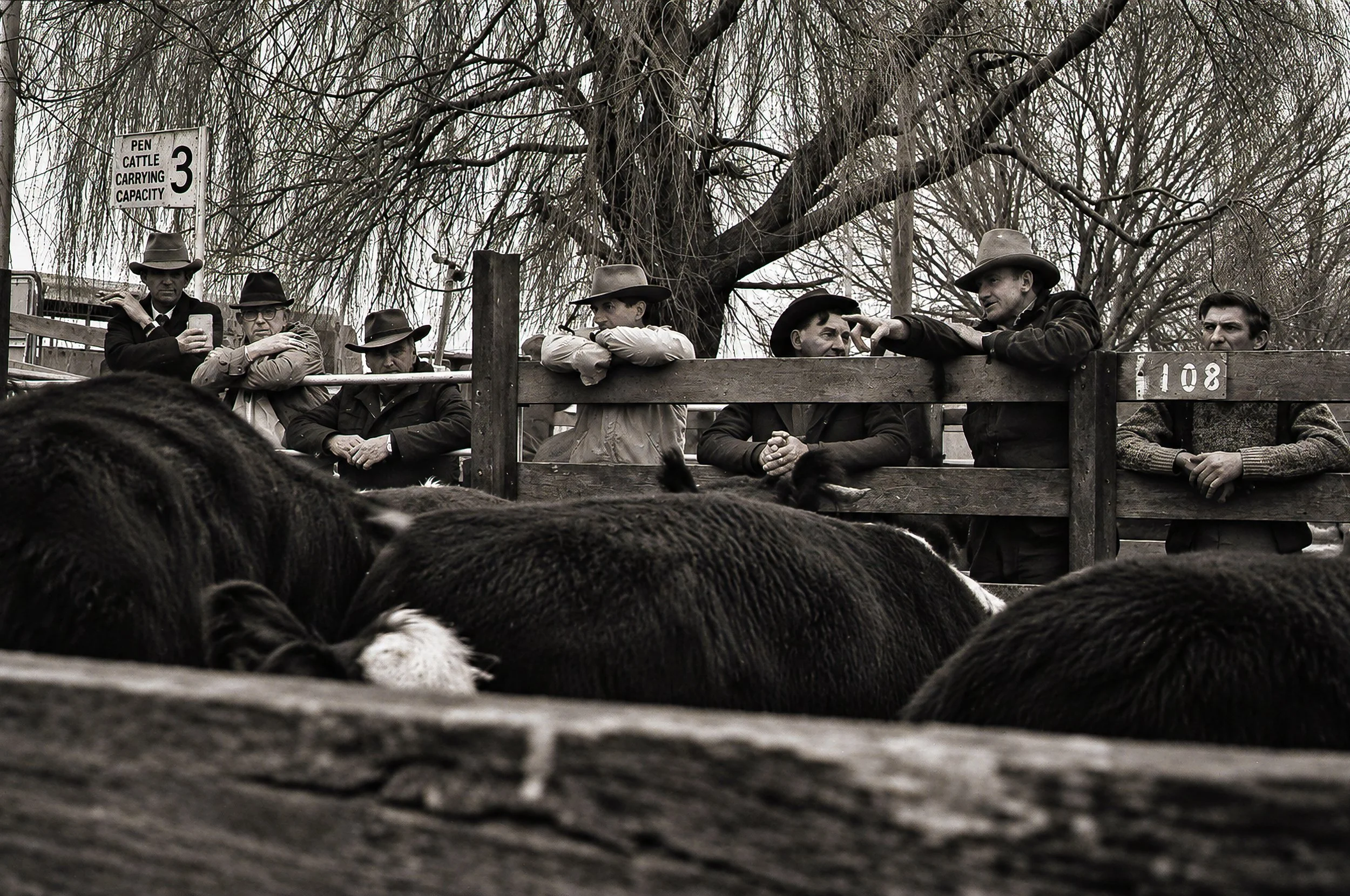 Watching the Cattle - Cattle fill the foreground while a group of cattlemen watch from behind the timber rails. The photograph captures the atmosphere of a country stockyard and the close attention paid to the animals by the men gathered around them.