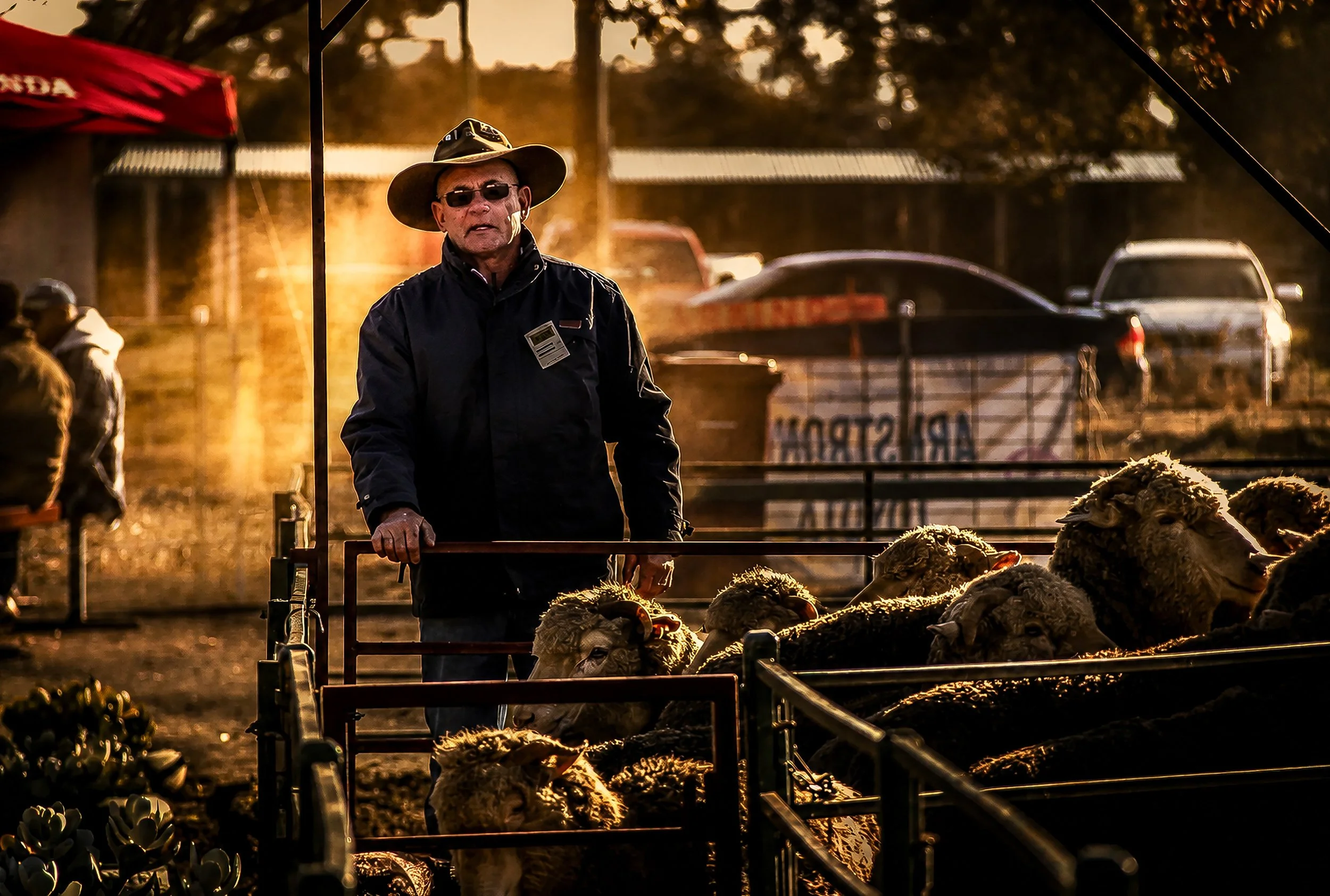 A man wearing a wide-brimmed hat, sunglasses, and a dark jacket stands in a farmyard during sunset, surrounded by sheep on a livestock trailer.