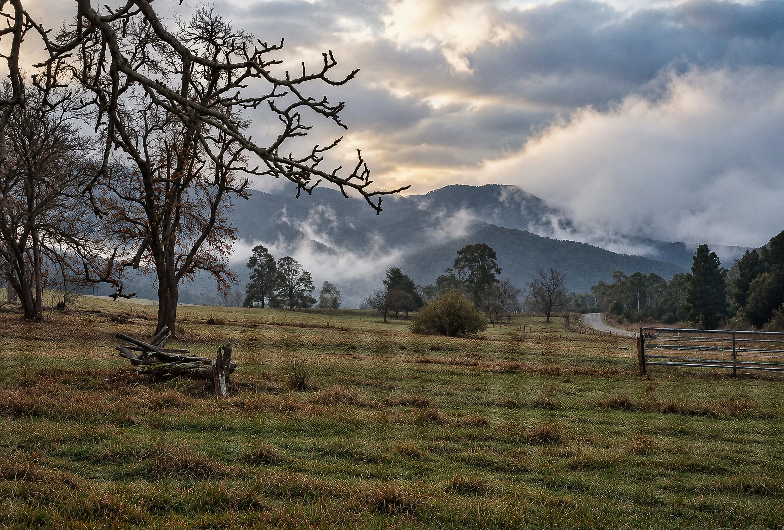 Beneath the High Country - A solitary, weathered tree stands in an open Victorian landscape, its bare branches framing the mountains beyond. Mist gathers around the ridges as the afternoon light breaks through the clouds, creating a quiet transition 