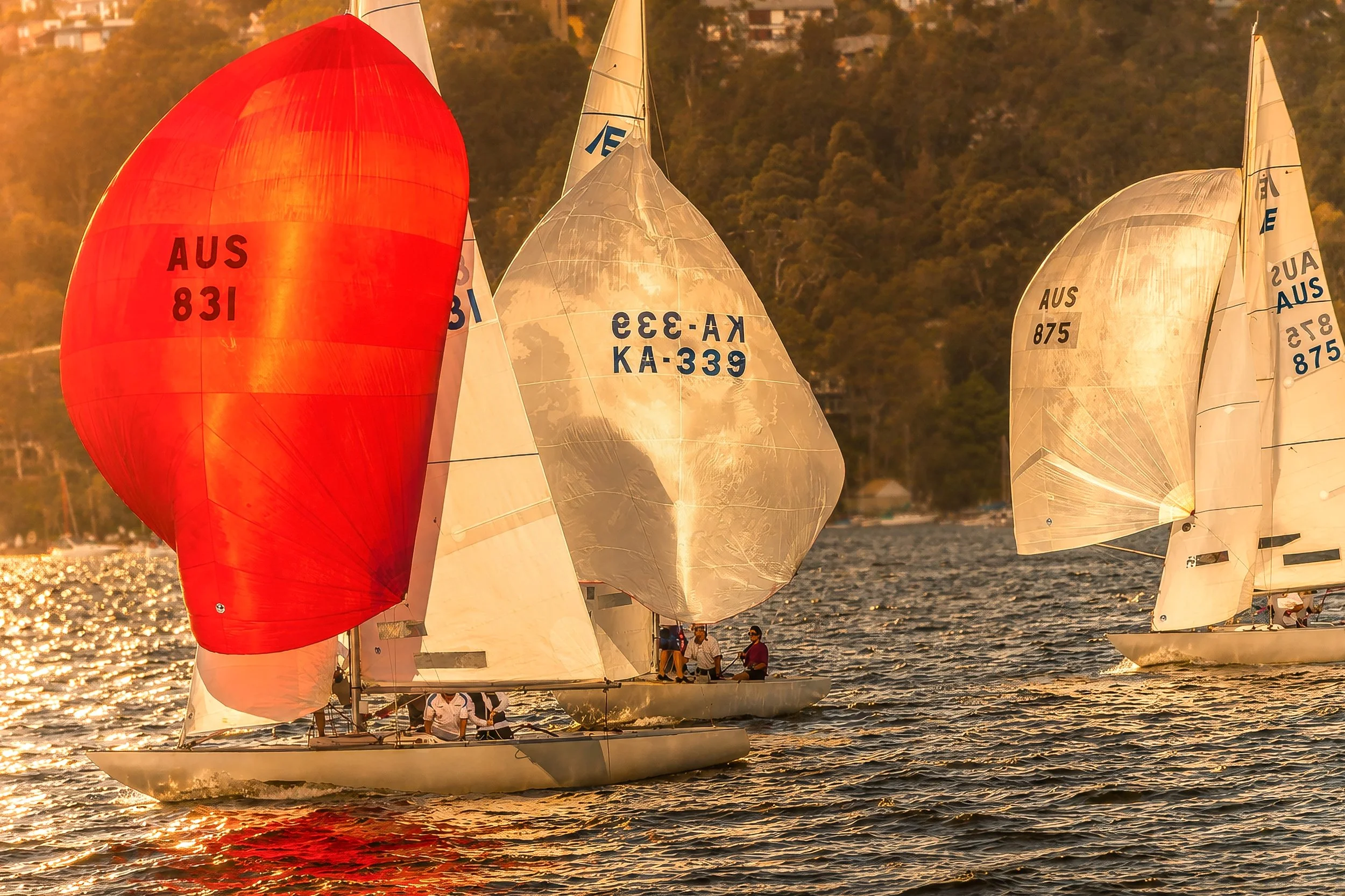 Several sailboats with colorful spinnakers sailing on a body of water during sunset, with trees and buildings in the background.
