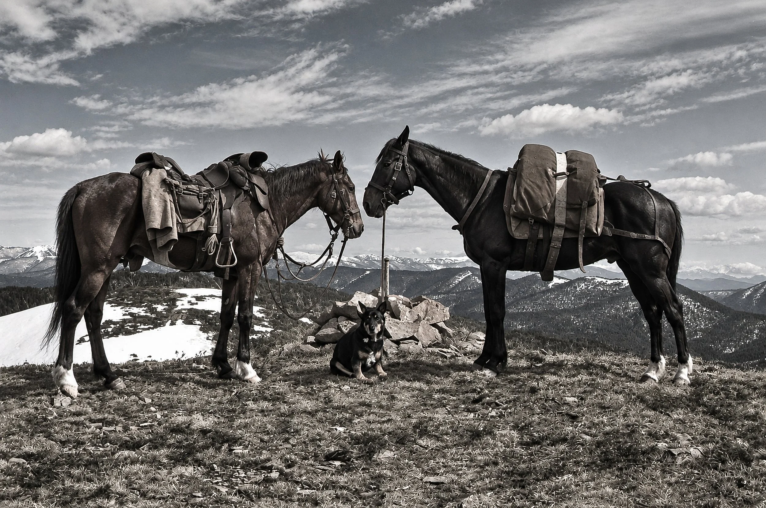 Packhorses in the High Country - Two heavily laden horses pause among the high mountain country, their packs ready for another stage of the journey. Snow remains in the sheltered hollows of the mountains behind them, capturing the remoteness and hars