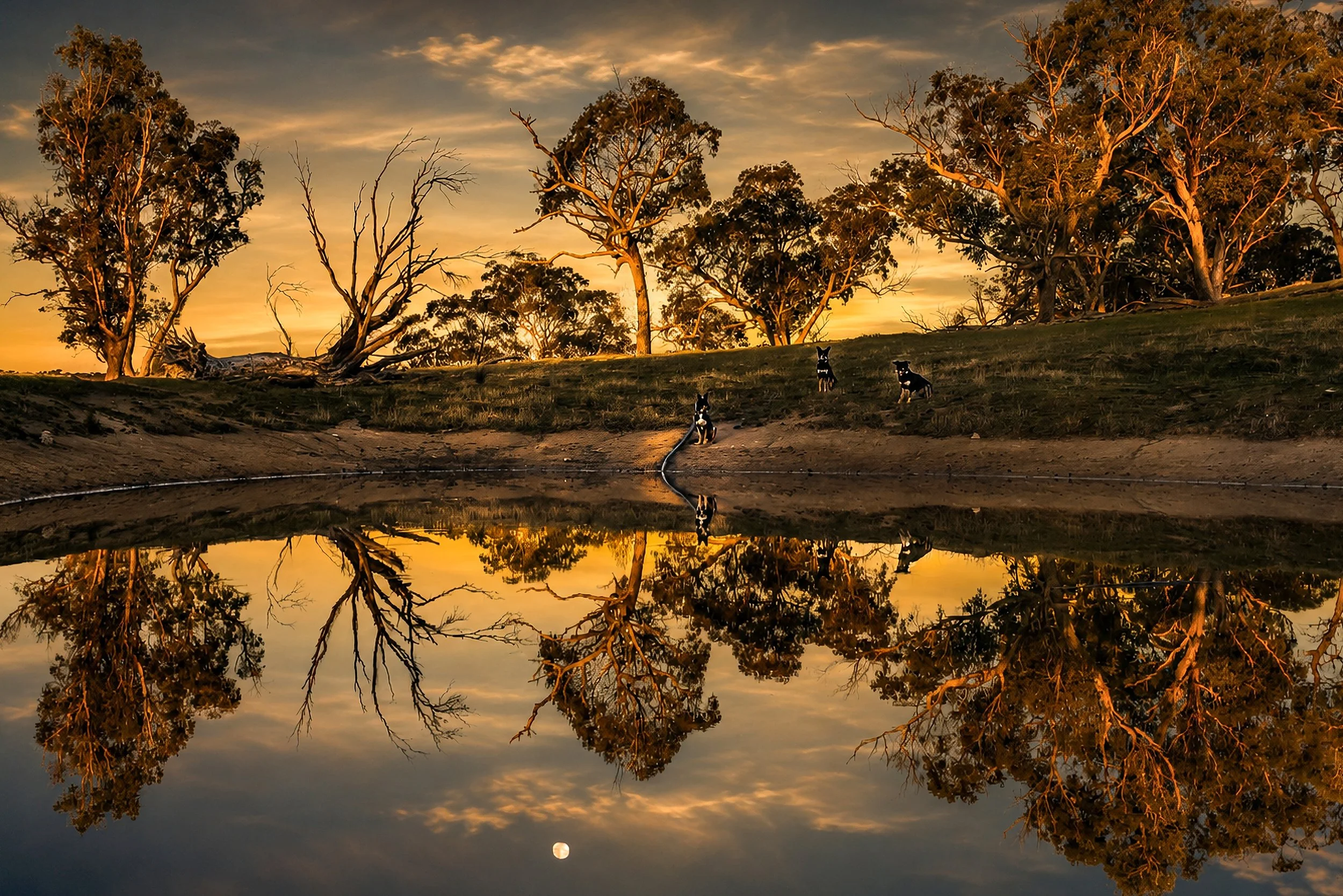 Native gum trees and their reflections glow in warm evening light beside a tranquil waterhole.
