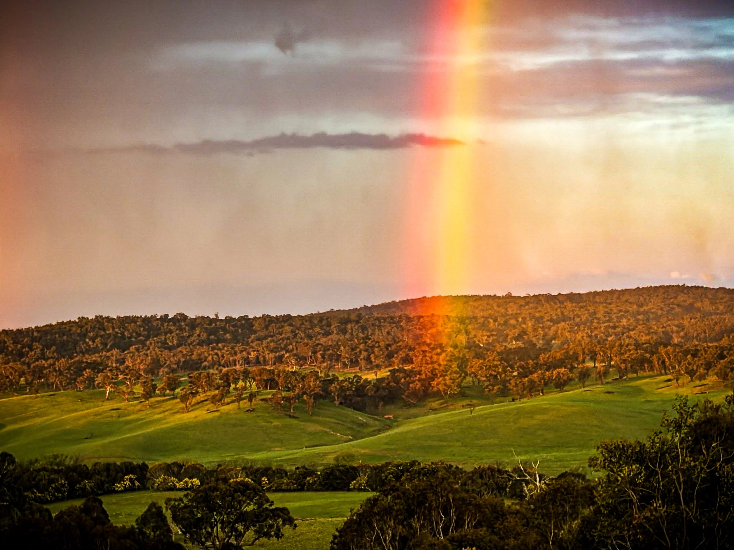 After the Storm - Late in the afternoon of 26 September, a brief but intense storm swept across our farm at Laggan. As the storm began to clear, warm late-afternoon sunlight broke through the retreating clouds, casting a golden glow across the eucaly