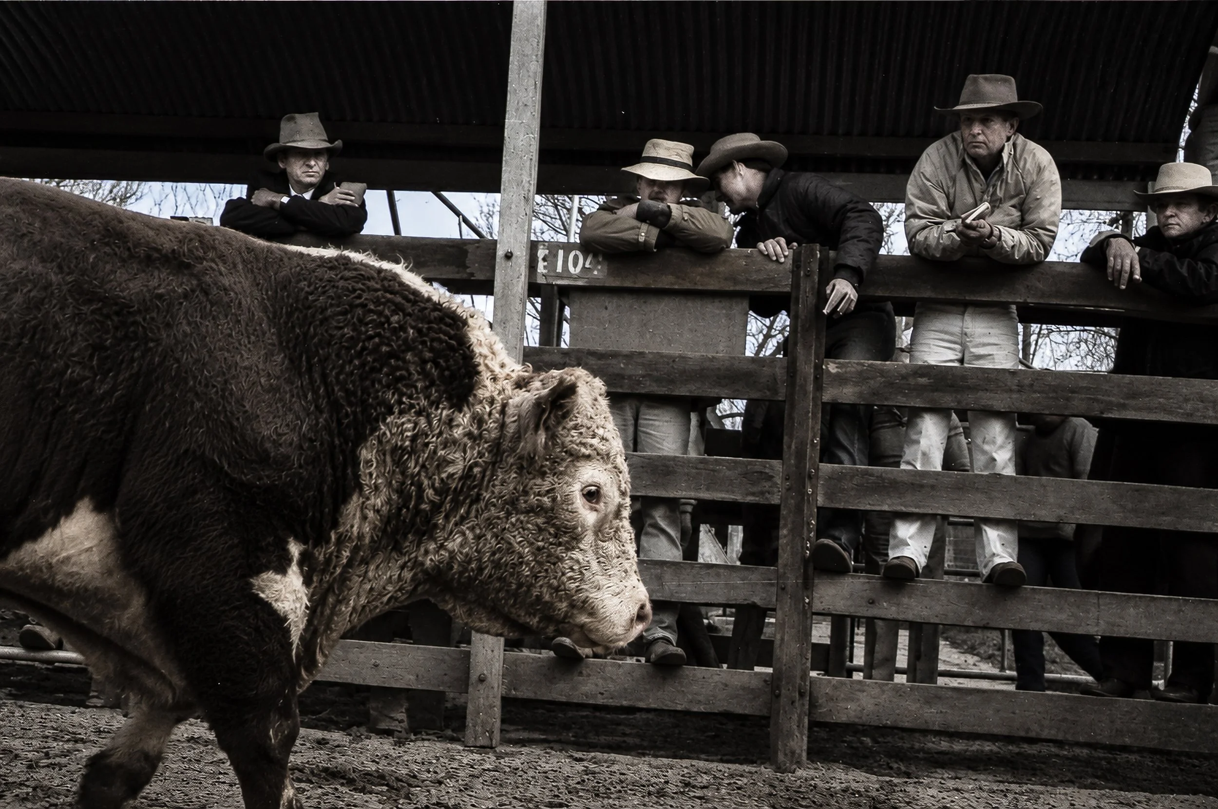 The Cattlemen - Cattle stand in the yards while a group of country men watch from behind the rails. Their hats, clothing and relaxed postures convey the strong connection between the people of the High Country and the cattle they worked with.