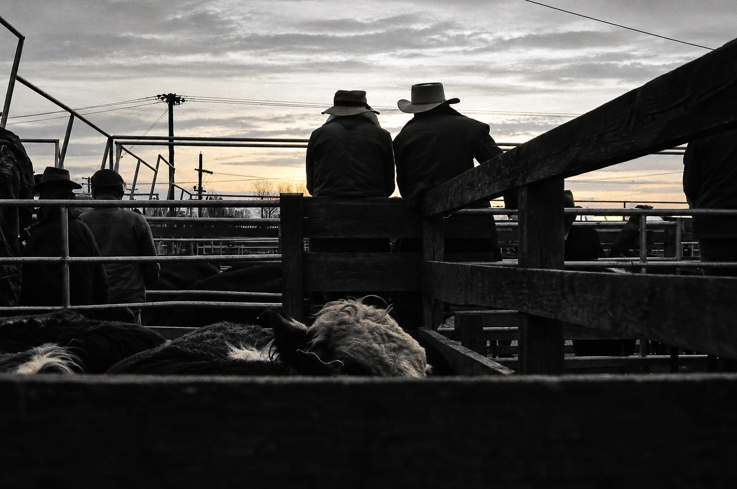 At the Cattle Yards - Men stand and sit along the rails of the cattle yards as cattle move through the pens below. Photographed against the evening sky, the scene has the character of a quiet documentary record of rural Australia.