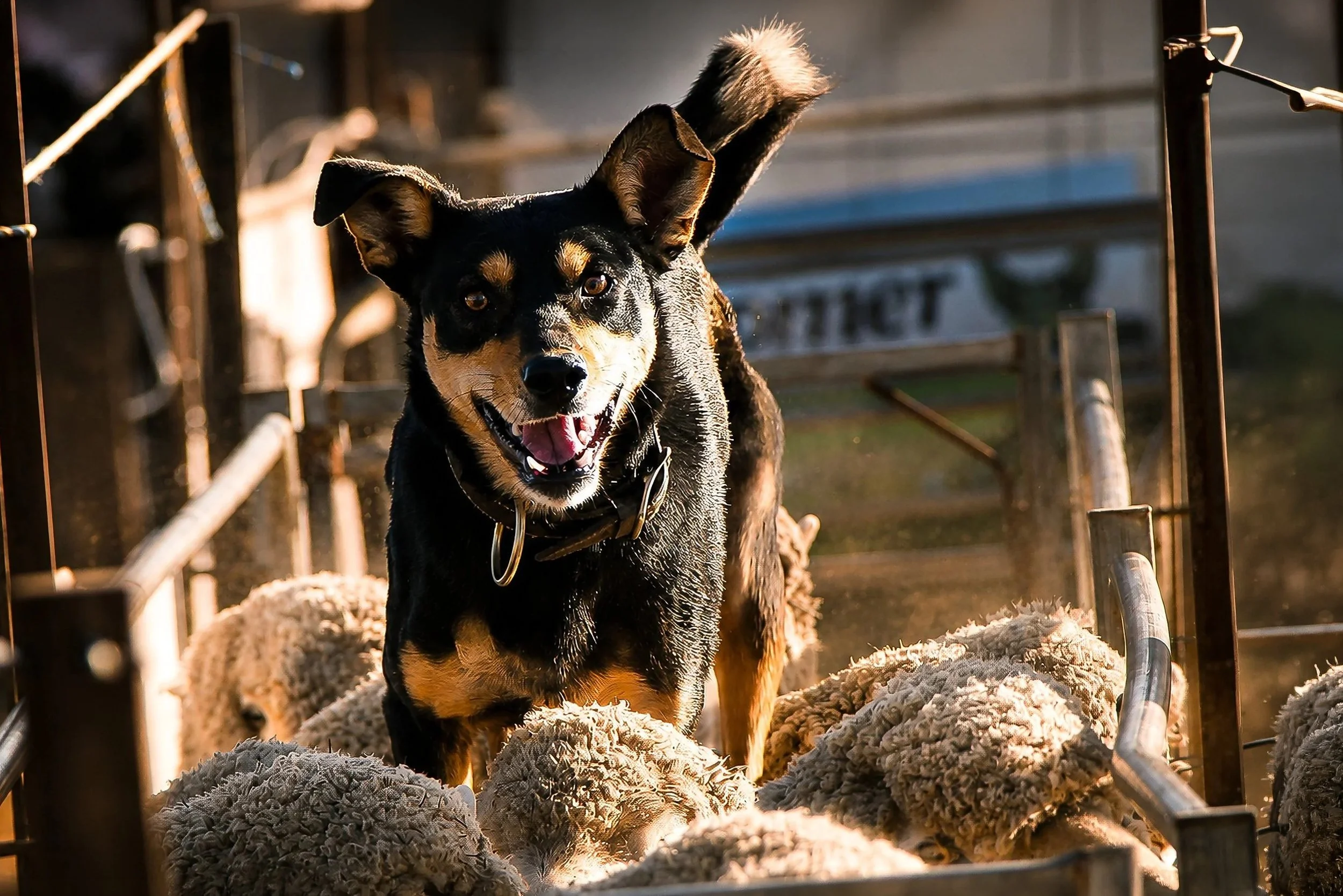 An alert Australian Working Kelpie stands ready among timber sheep yards in warm backlighting.