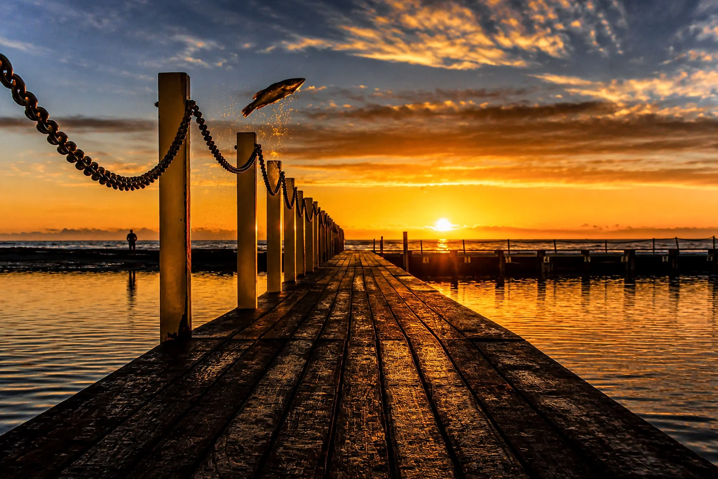 A perfectly timed photograph of a salmon leaping above an ocean pool jetty as the rising sun illuminates the sky.
