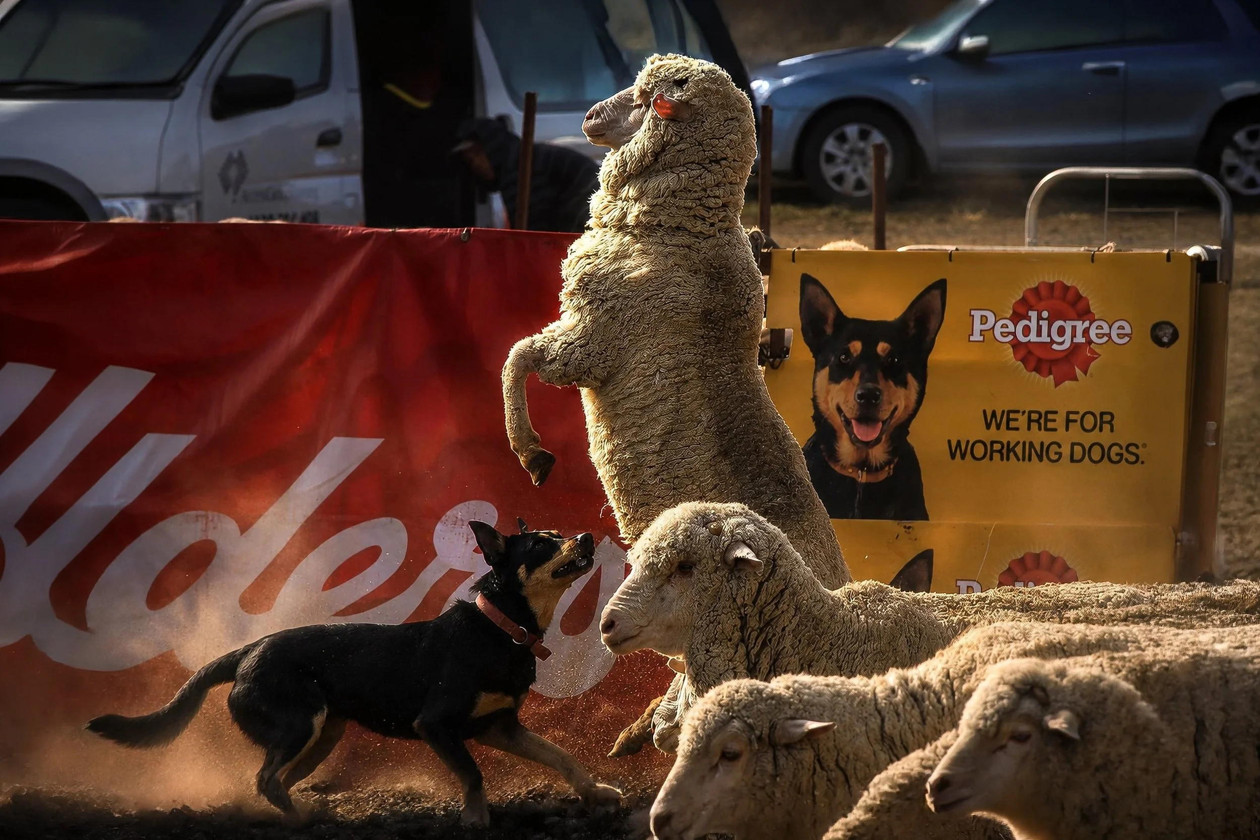 A young Australian Kelpie displays natural stock-working instinct while observing sheep.