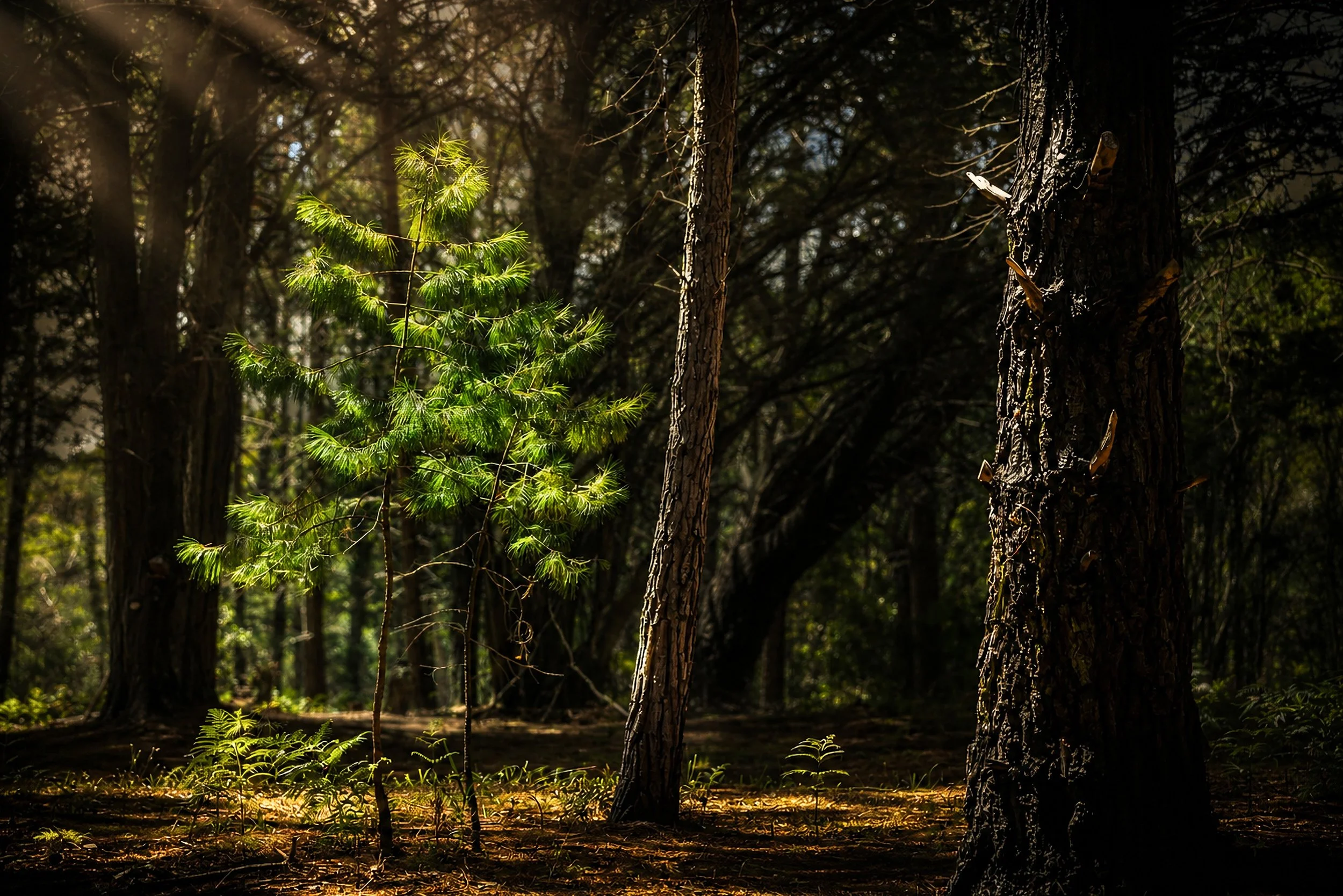 Soft sunlight filters through a quiet forest, illuminating young green growth beneath towering trees.
