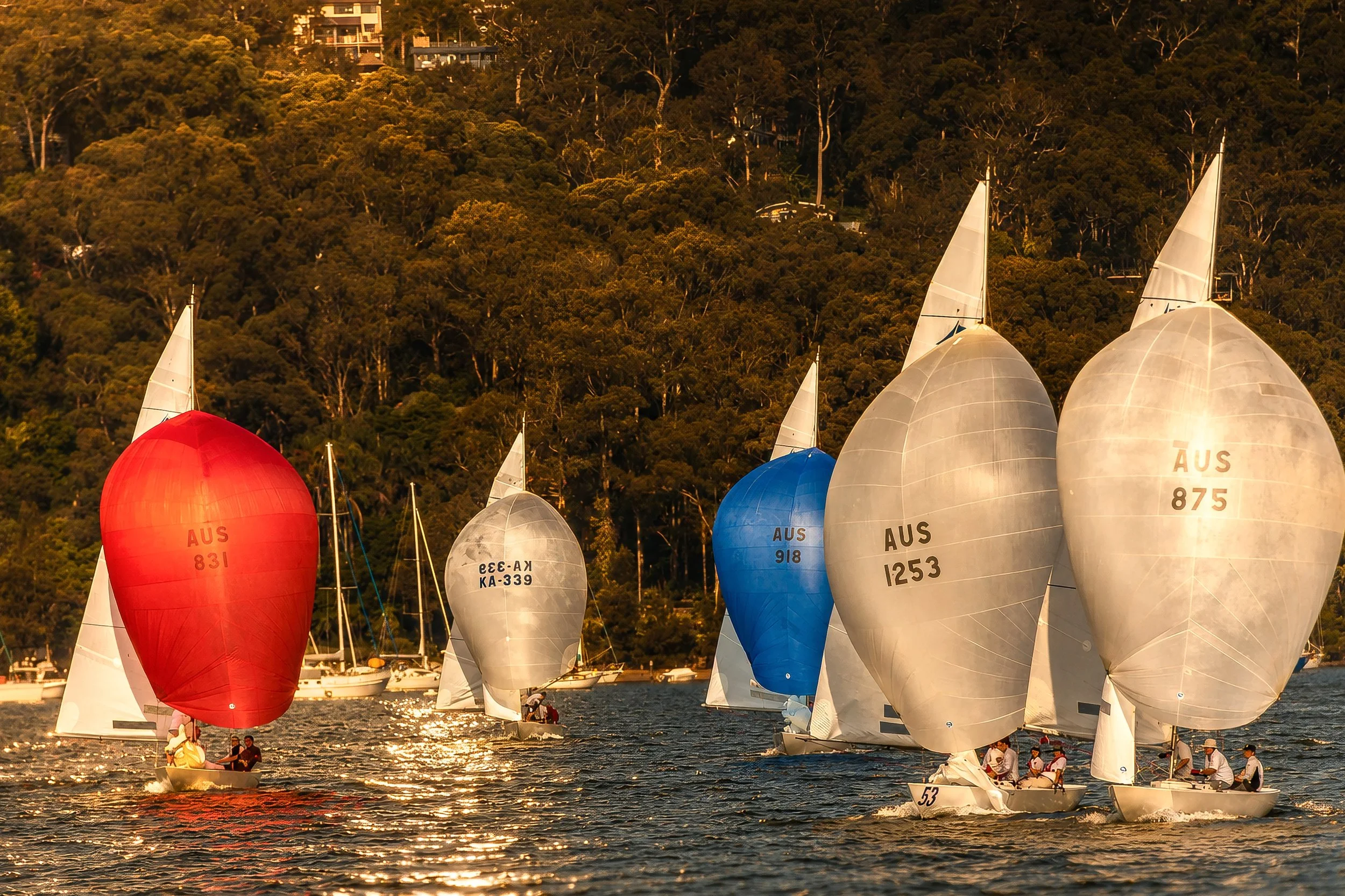 Sailboats with colorful spinnakers racing on the water during sunset, with a forested hillside and houses in the background.