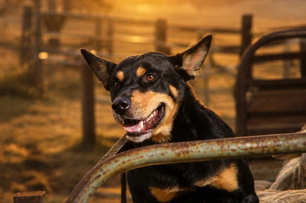 A striking Australian working dog photographed at golden hour, watching attentively from behind the rails of a farm yard. Warm evening light illuminates his black and tan coat, expressive eyes and alert ears, capturing the character and intensity of 