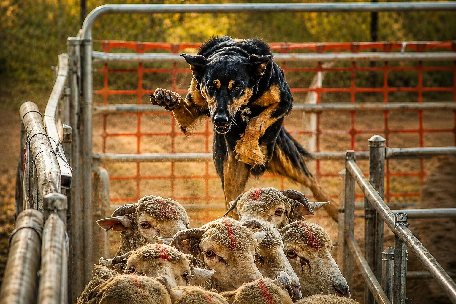 A working Australian farm dog leaps over a flock of sheep in a busy stockyard, capturing the energy, skill and instinct of a working sheepdog at work. The warm golden light highlights the dog and sheep against the weathered yards, creating a dynamic 