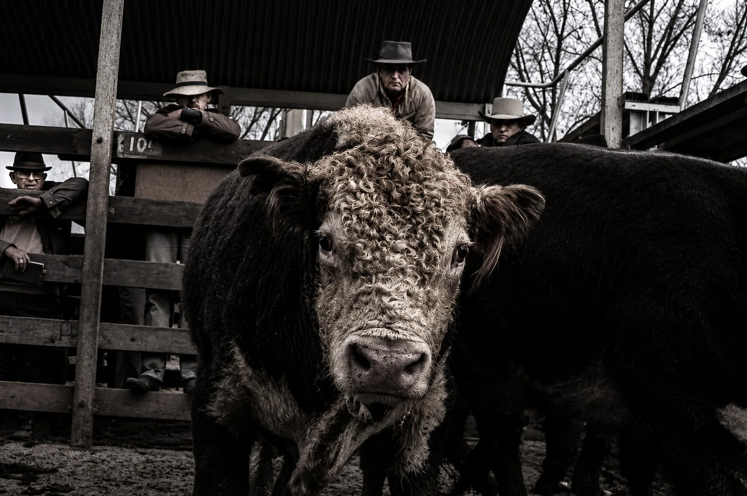 The Bull - A powerful Hereford bull looks directly towards the camera from the cattle yards, its face filling the frame. Behind it, cattlemen lean against the rails, creating a striking portrait of both the animal and the people whose lives were clos