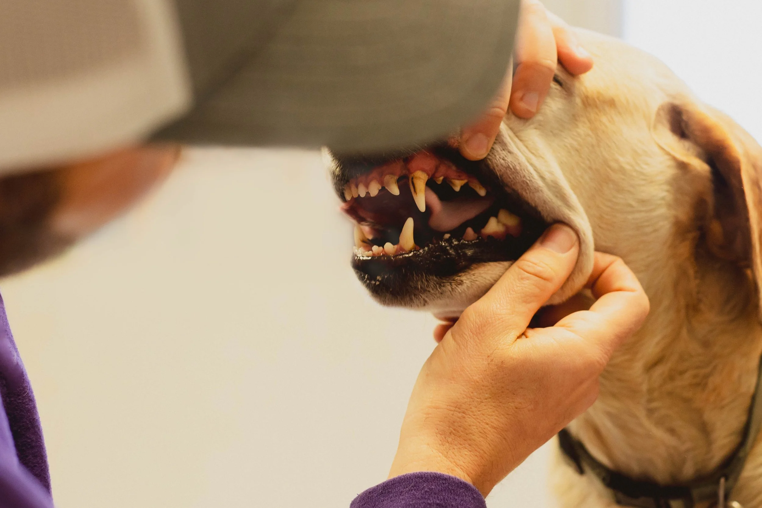 Bern 0198-Edit-2.jpg