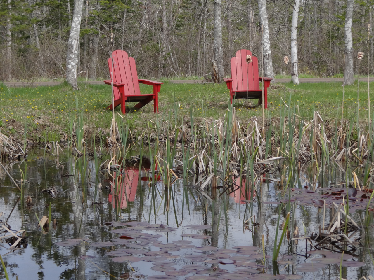 Pond, next to the road.