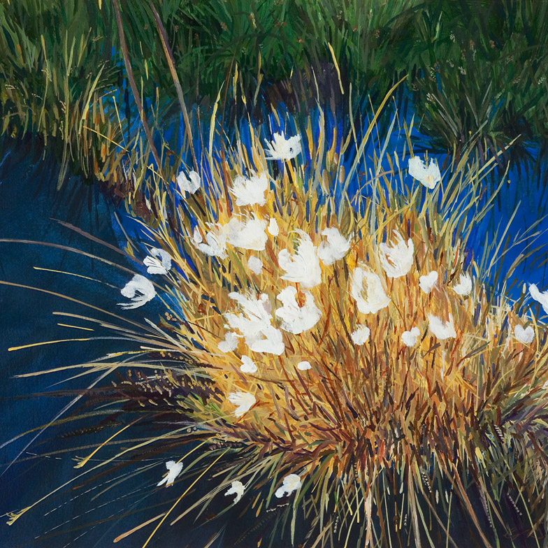 Bog Cotton 784.jpg