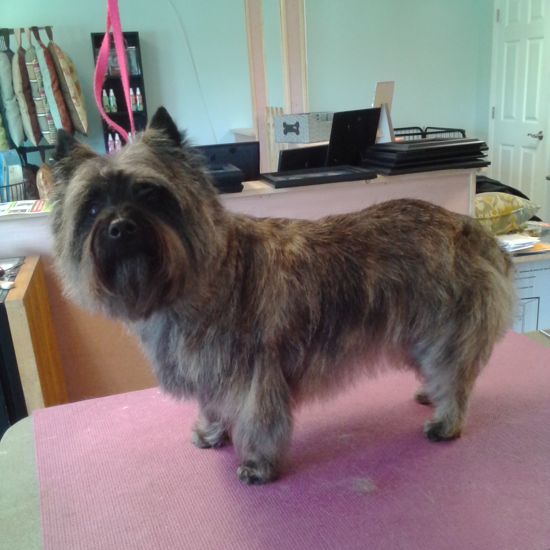 Riley Hand strip.JPG