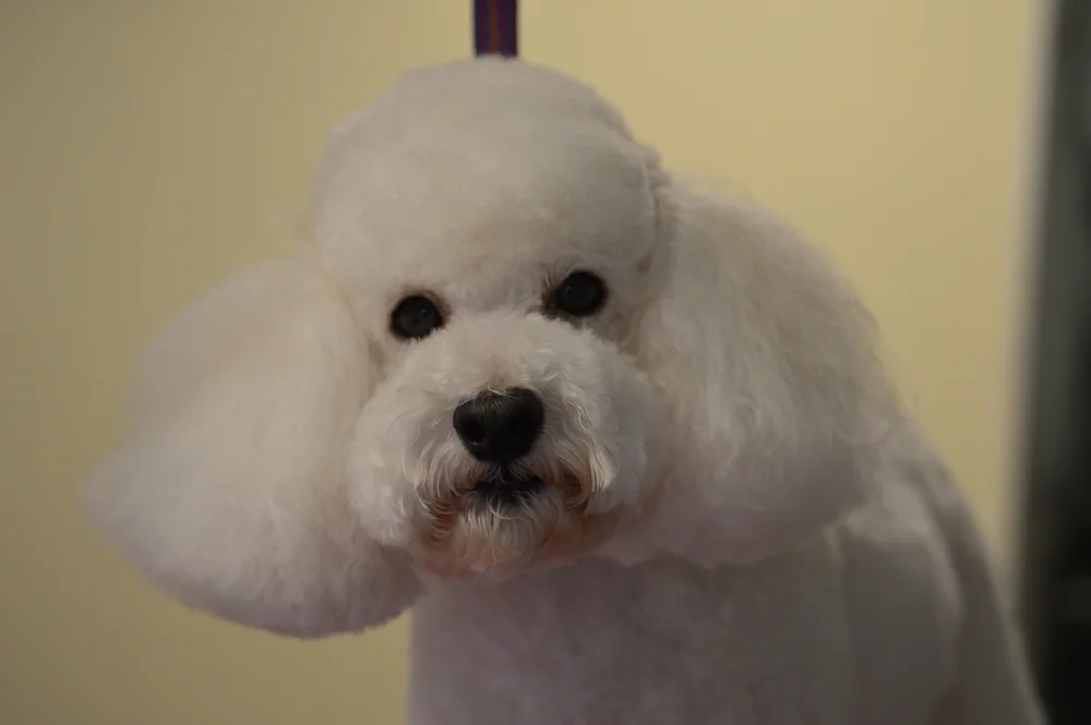 Dog Grooming — Sarasota Grooming Company