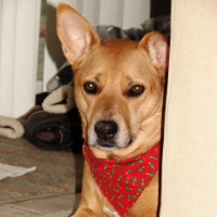 Lola (2004-2017)