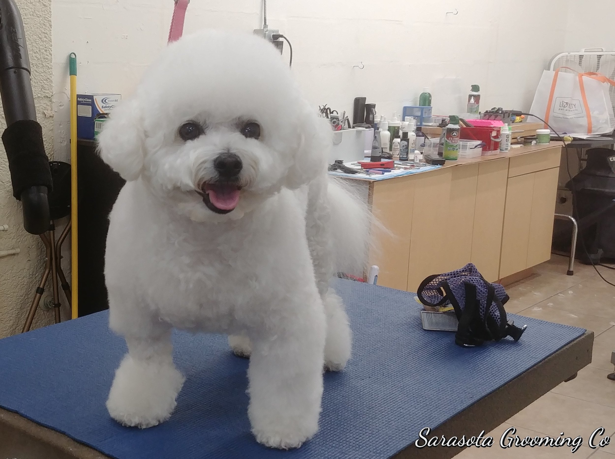 Photo Gallery — Sarasota Grooming Company