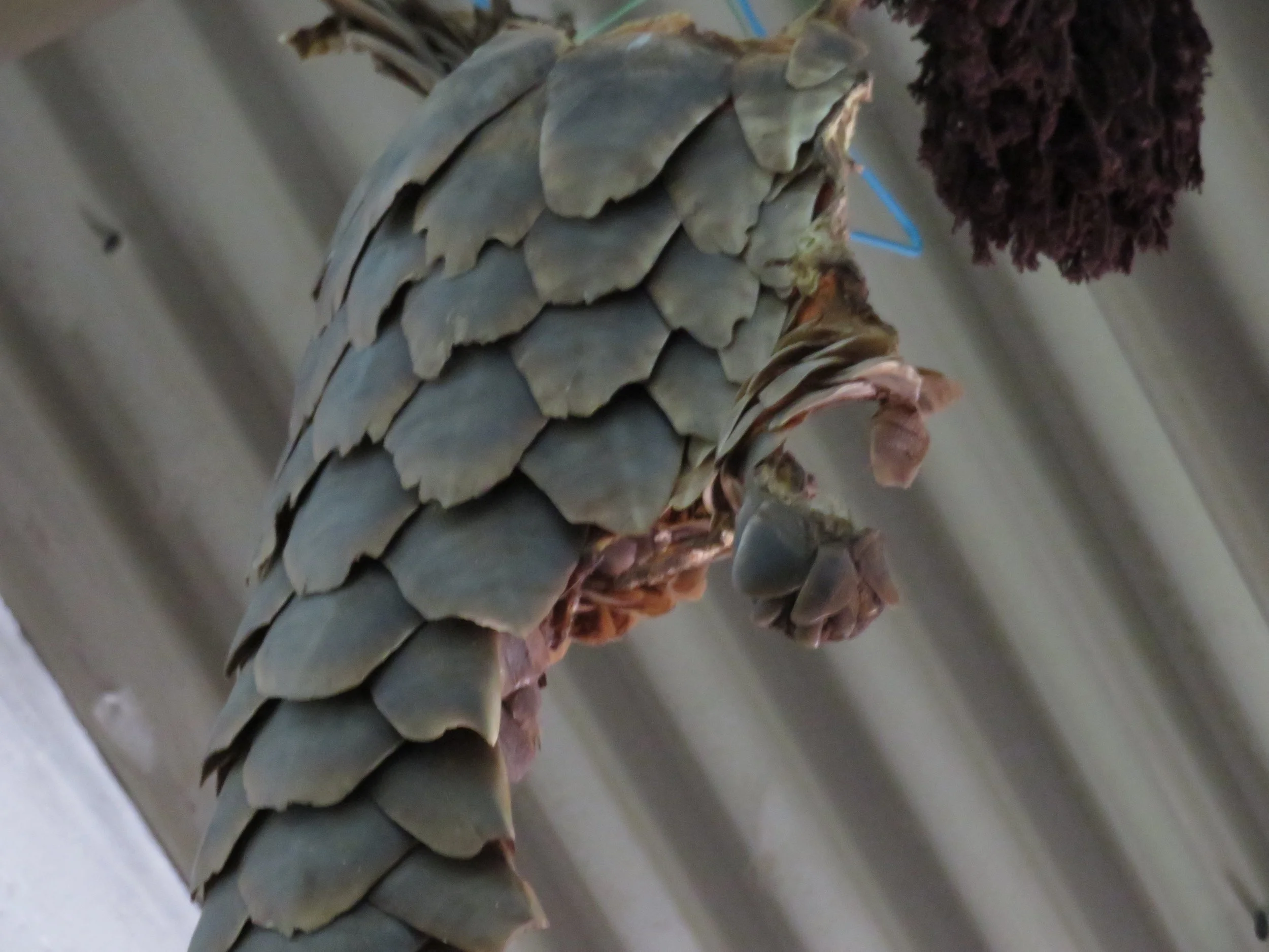 New project The impacts of Traditional Asian Medicines on the African