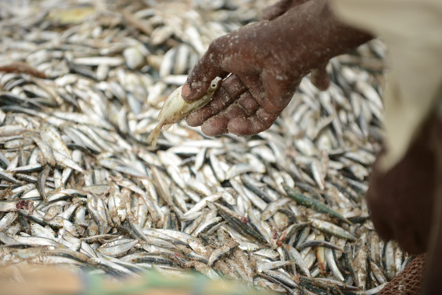 FISHERMANSFRIEND-29.jpg