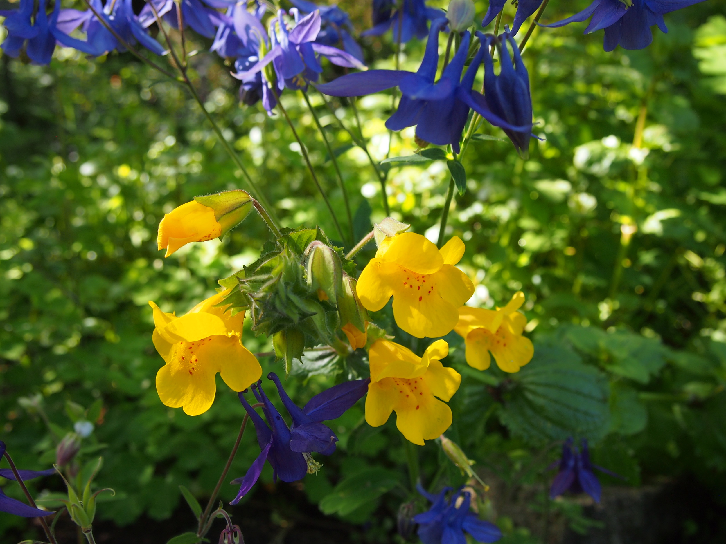 Book Reading and Whale Talk at the SF Botanical Gardens