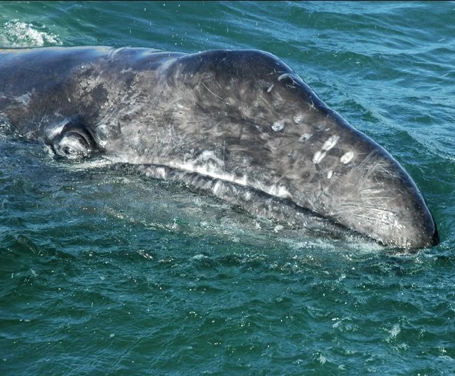 Three ways kids – and everyone – can help gray whales and our oceans