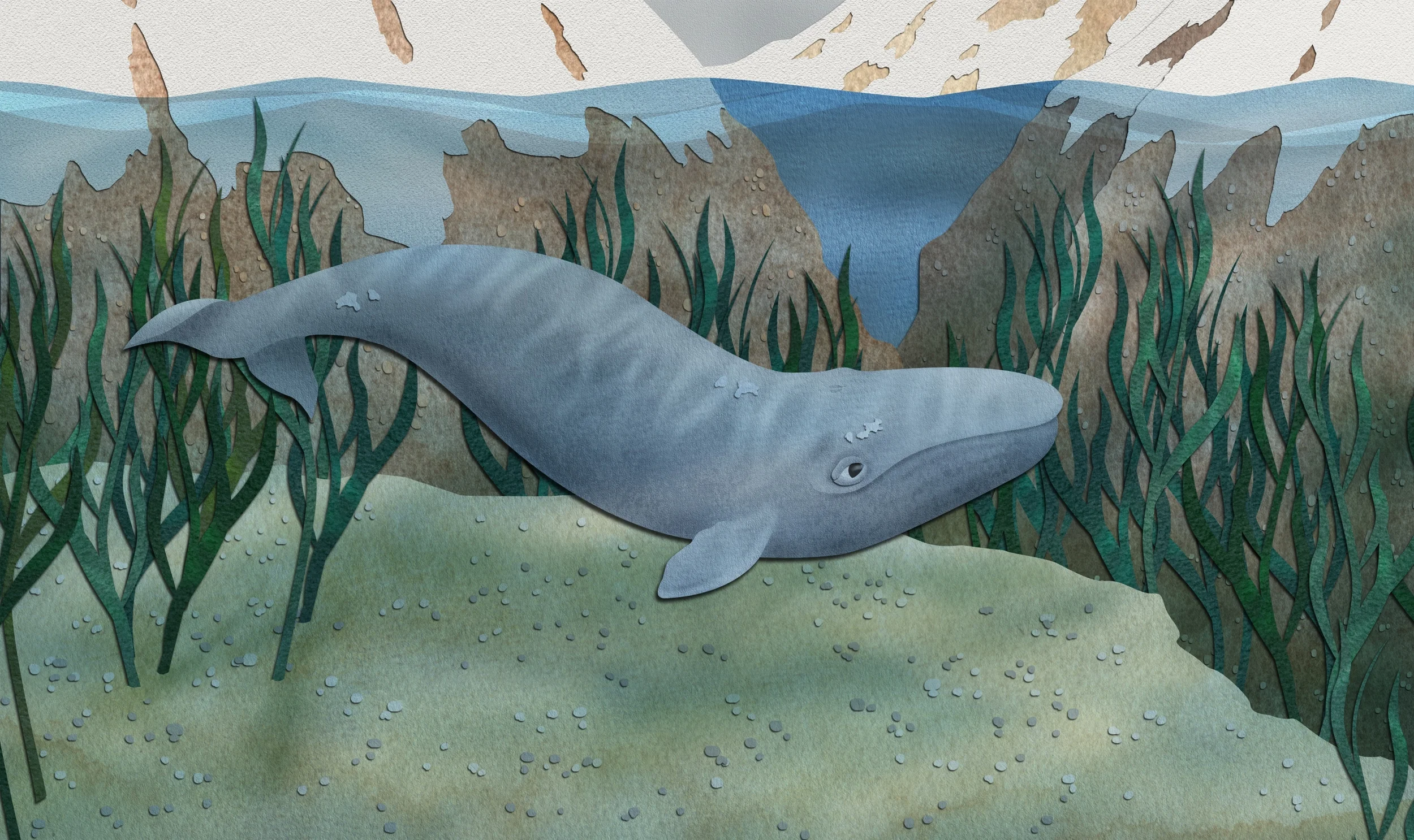 American Cetacean Society - San Francisco Bay Chapter