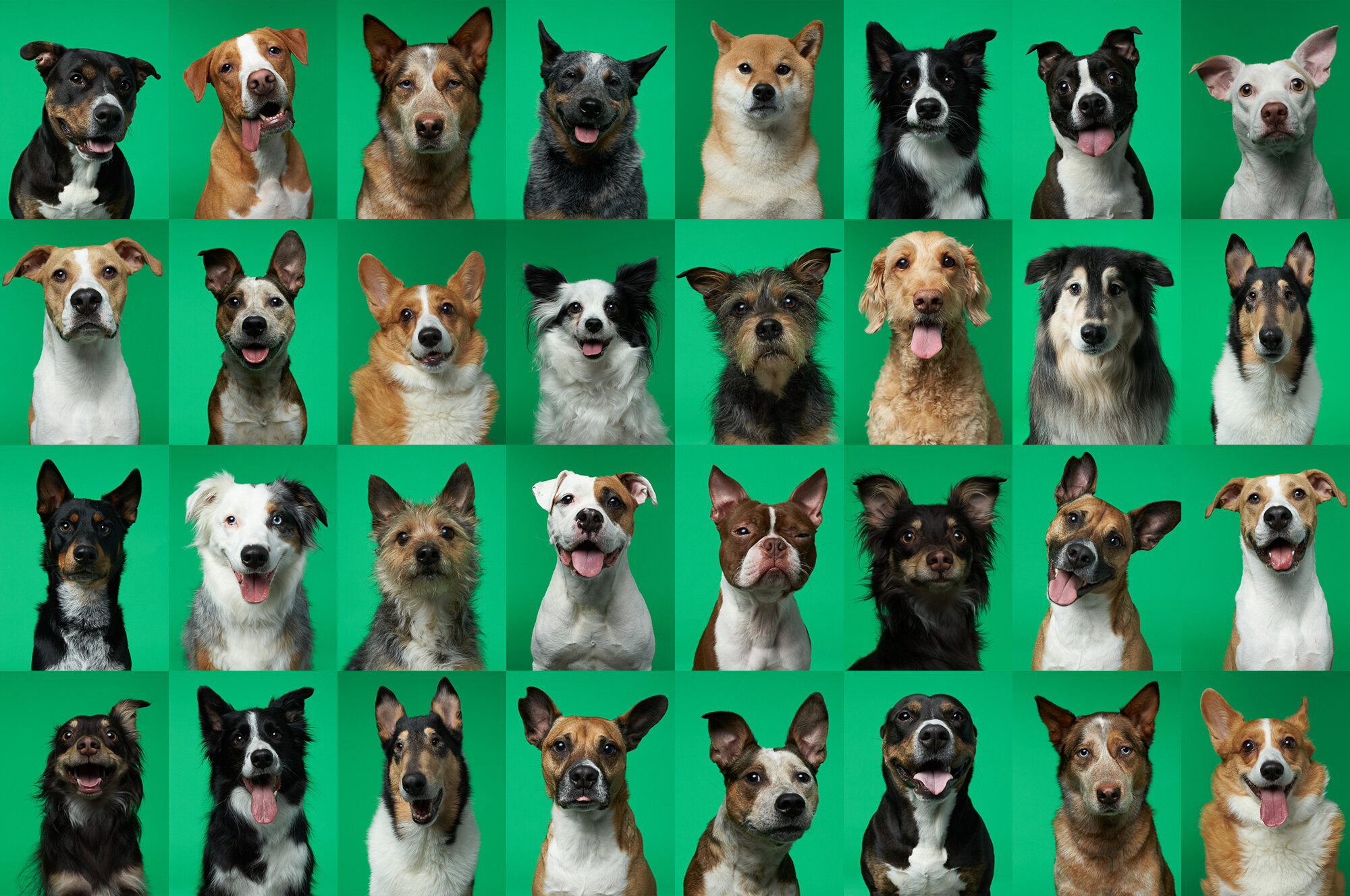 We captured stills and video of 23 dogs on a one day shoot, then edited the best of for TV, display and beyond