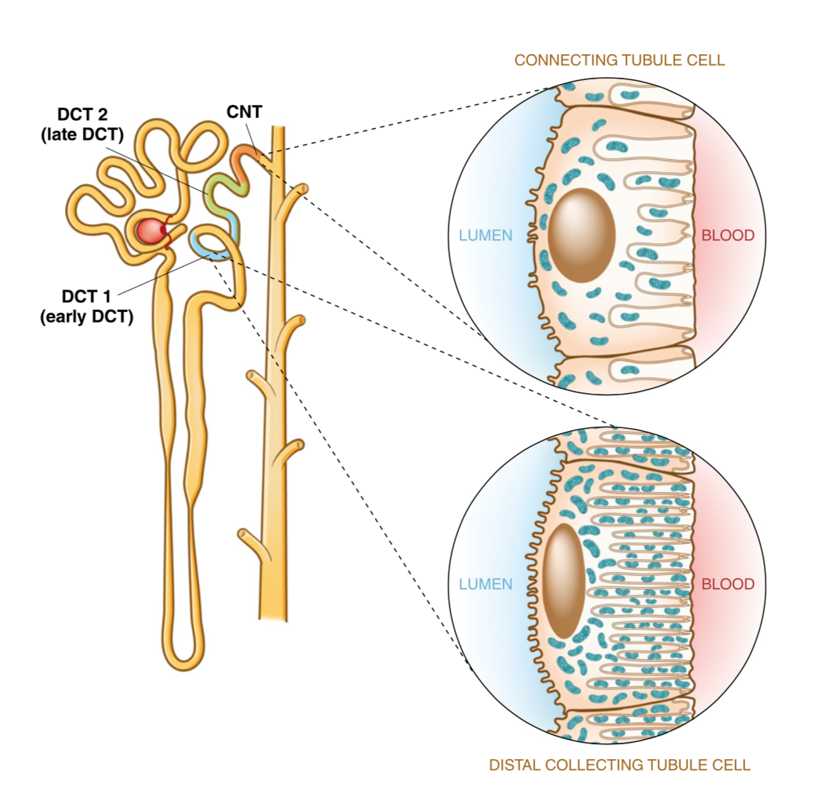 Beautiful art work. I can't overestimate the importance of good visuals. Subramanya AR, Ellison DH. Distal convoluted tubule. Clin J Am Soc Nephrol. 2014;9(12):2147-63. ( Link )