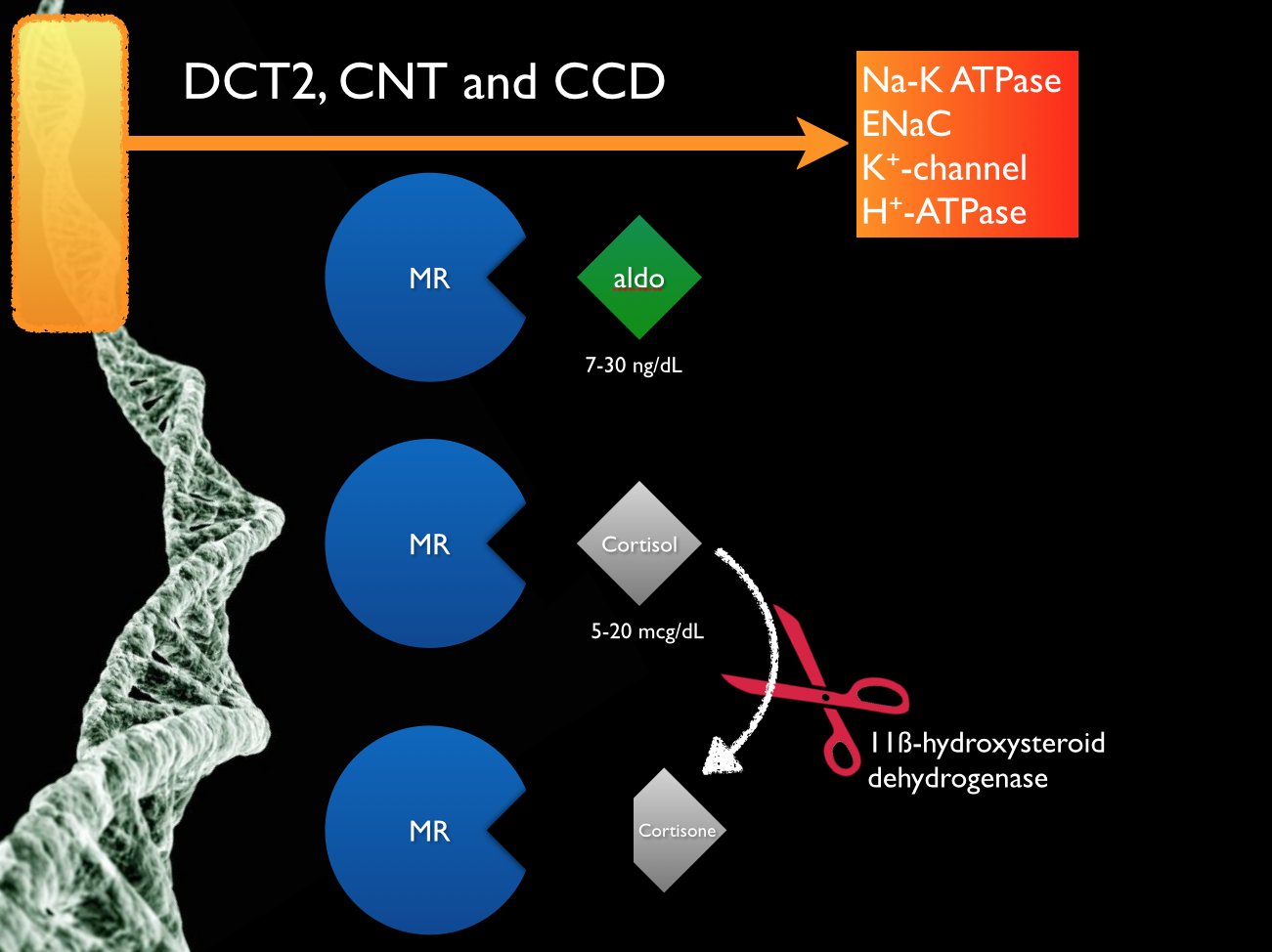 The cortisol can activate the same mineralocorticoid receptor tissue as aldosterone. In DCT1 (and much of the body) cortisol which circulates at 1,000 times the concentration of aldosterone swamps the MR receptor and makes it essentially unresponsive to changes in the aldosterone concentration. 11beta-hydroxysteroid dehydrogenase inactivates cortisol. This makes the tissue sensitive to changes in aldosterone levels. From the Potassium and Metabolic Alkalosis Lecture found here .
