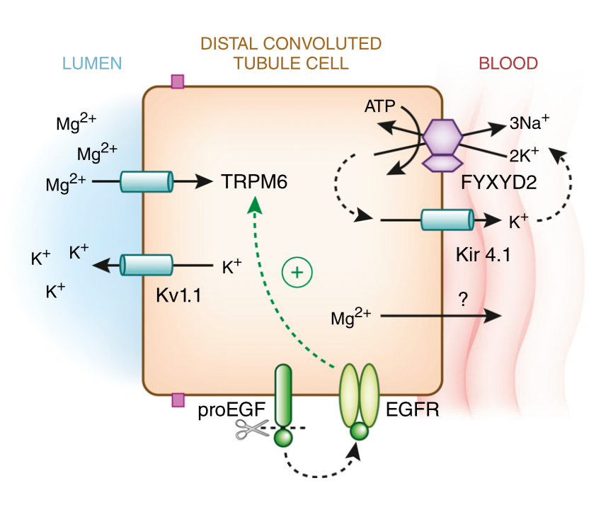 Subramanya AR, Ellison DH. Distal convoluted tubule. Clin J Am Soc Nephrol. 2014;9(12):2147-63. ( Link )