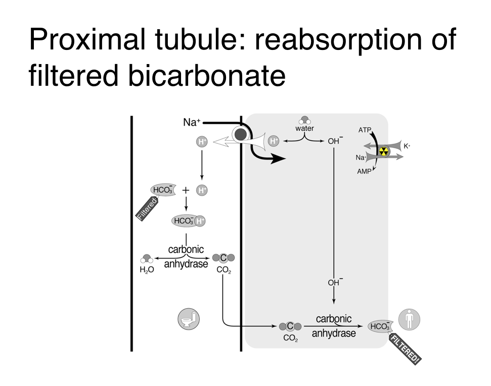 Acetazolamide For Metabolic Alkalosis In Ventilated Patients Nephjc