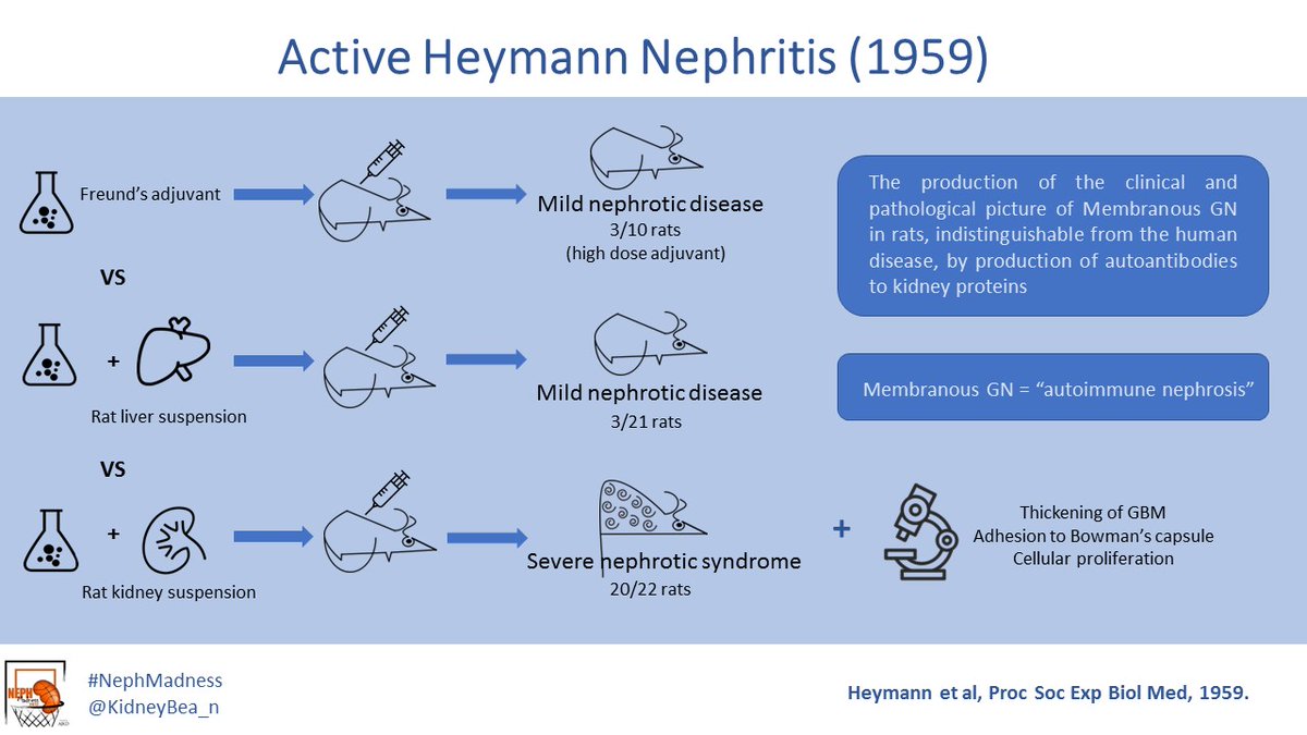 Heymann nephritis_1959.jpg