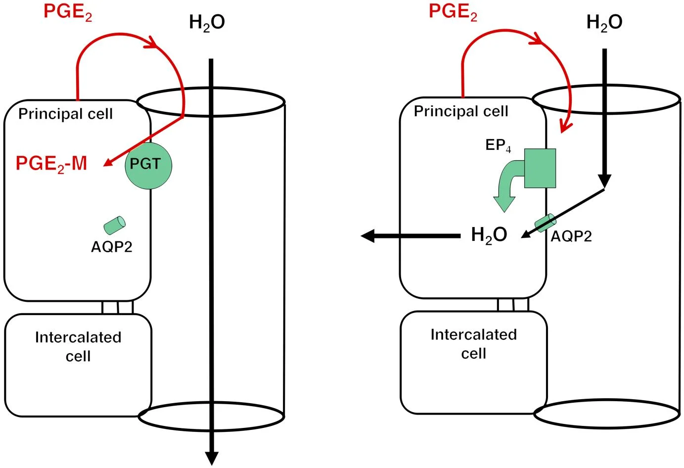 LEFT: Under low ADH conditions, apical PGT in the renal collecting duct scavenges PGE2 from the lumen, resulting in AQP2 internalization and minimal osmotic water reabsorption. RIGHT: With reduced or absent apical PGT, PGE2 reaching the lumen is able to stimulate apical EP4 receptors, resulting in insertion of AQP2 and osmotic water reabsorption.