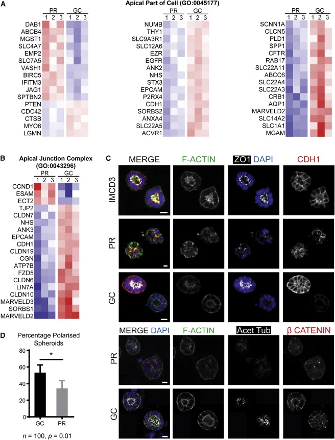 Figure 5 from Forbes et al, Am J Hum Genetics, 2018