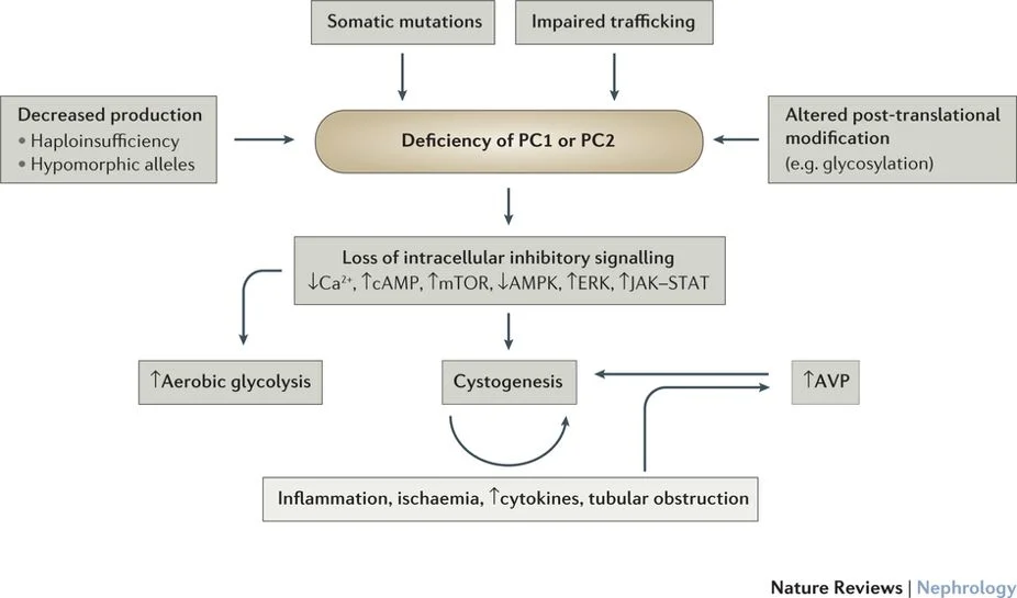 Pathophysiology of ADPKD. From Lanktree and Chapman, Nature Revs Nephrology 2017
