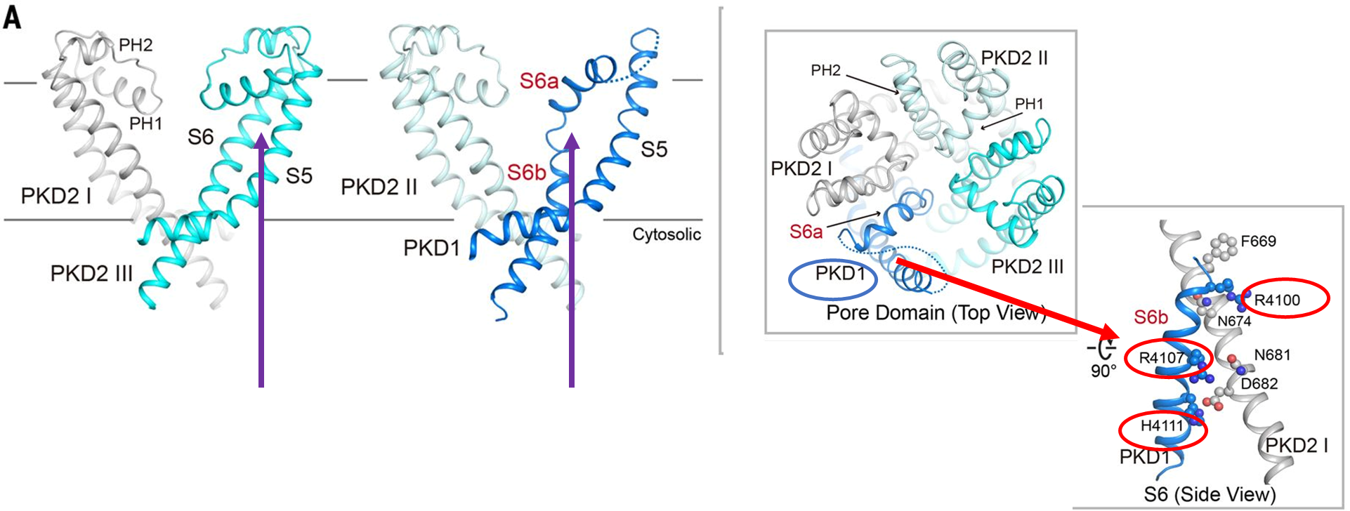 Fig 3 from Su et al, Science 2018, with additional explanatory markers (see below for explanation). PKD1 disrupts the fourfold symmetry of an otherwise typical VGIC fold. PKD1-S6 exhibits a distinct conformation from all VGIC channels of known structures. Whereas the sequences corresponding to the selectivity filter and the supporting helices (PH1 and PH2) are invisible in PKD1, the extracellular segment of the bent S6 resembles PH1. ( B ) Three positively charged residues on S6bPKD1 may block cation permeation. Right: The conformation of S6bPKD1 is stabilized by residues on PKD2-S6I. The discussed residues are shown as spheres. ( C ) When viewed from the cytosolic side, S6PKD1 displays a 15° deviation from the expected position for a fourfold symmetry.