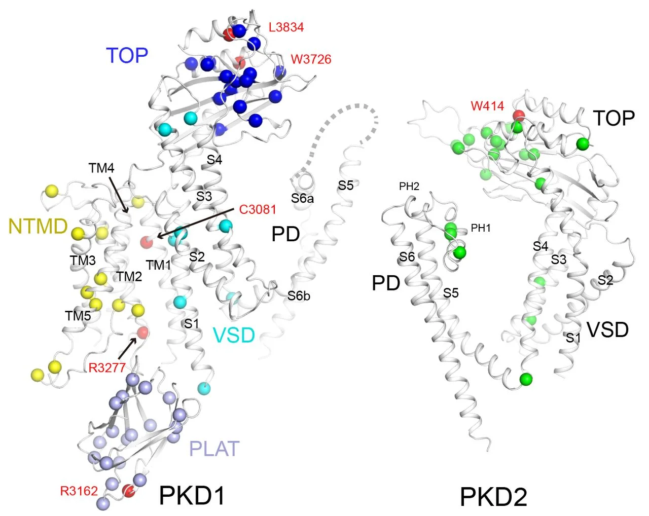 Fig. 6 Structural mapping of ADPKD mutations from Su et al Science 2018 The α carbon atoms of representative disease-related residues are shown as spheres and are domain colored. The missense mutations were summarized from the ADPKD Mutation Database ( http://pkdb.mayo.edu/ ).