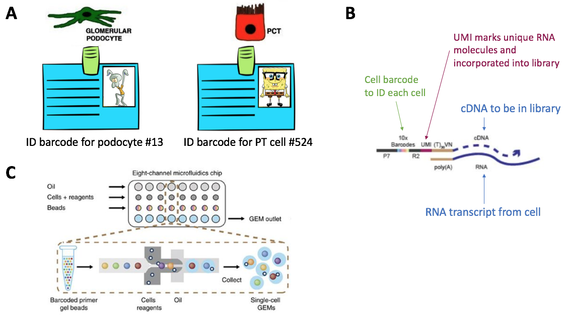 #NephJC Figure 2. Step 2 of the scRNA-seq workflow is to make unique droplets, with each droplet containing a single cell and a gel bead with cell barcode and UMIs. (A) Conceptual representation of cell barcodes. Thank you to Dr. Josh Waitzman (@jwaitz) for the SpongeBob inspiration. (B) Visual representation of how cell barcodes and UMIs get incorporated into the cDNA that will be incorporated into a sequencing library. (C) The microfluidics of the 10X Chromium system. Oil, cells with reverse transcription reagents, and gel beads are added into separate wells of a microfluidics chip. Inside the 10X Chromium machine, the gel beads are combined one by one with a single cell into a droplet 10X calls a GEM. Most droplets will contain a combination of a single cell and a single gel bead. Some droplets will have only gel beads, while others may have doublet cells if dissociation was not successful.
