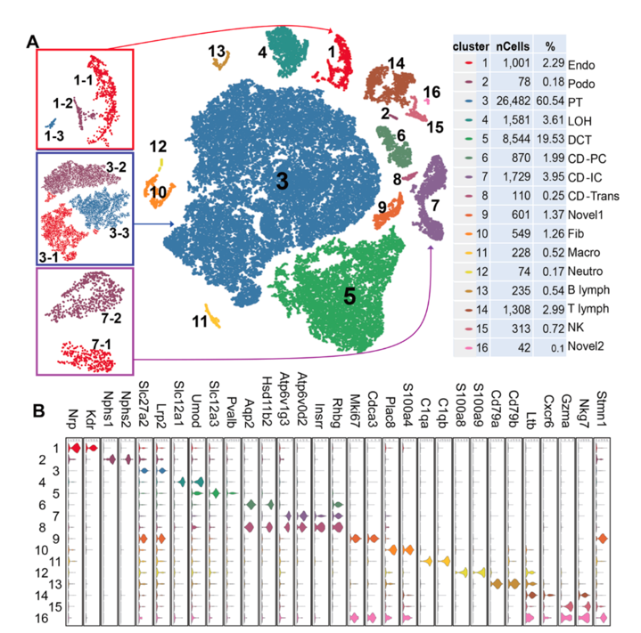 Susztak Figure 1. (A) t-SNE plot of mouse kidneys. The clusters are numbered 1-16, with their identities revealed to the right of the table. (B) Violin plots of marker genes for each cell type cluster.