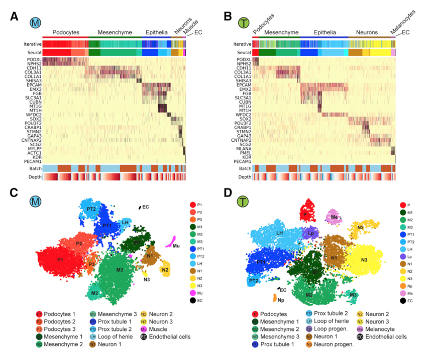 Humphreys Figure 2. (A) Heatmaps of marker genes for Morizane (M) and Takasato (T) differentiation protocols. (B) t-SNE plots for each type of organoid.