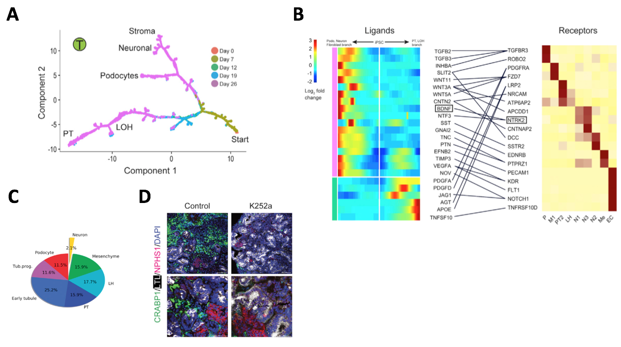 #NephJC Figure 5 . (A) Adapted from Humphreys Figure 6. Pseudotemporal ordering reveals podocytes branching off before the neuronal-mesenchyme cell fates. (B) Adapted from Humphreys Figure 7A. Ligand-receptor analysis identified a BDNF-NTRK2 interaction, with NTRK2 expressed exclusively in neurons and thus suitable for inhibition to downregulate neuronal differentiation. (C) Adapted from Humphreys Figure 7D. Reduction of neuronal cell population to 2.1% after inhibiting BDNF pathway with K252a. (D) Adapted from Humphreys Figure 7F. IF staining confirming reduction in neuronal marker CRABP1 after K252a treatment.