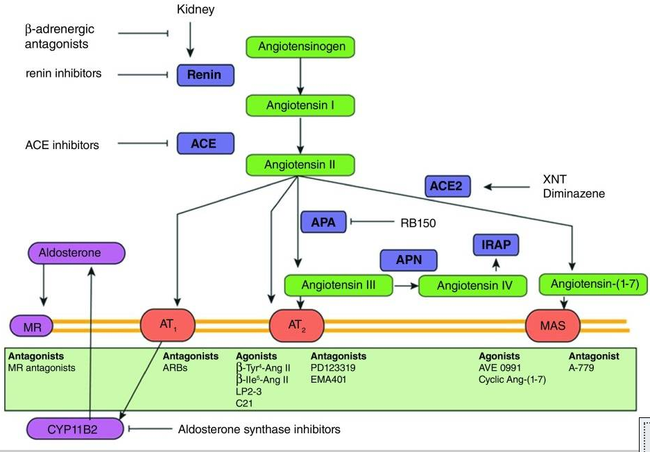 2 Ace Hypertension