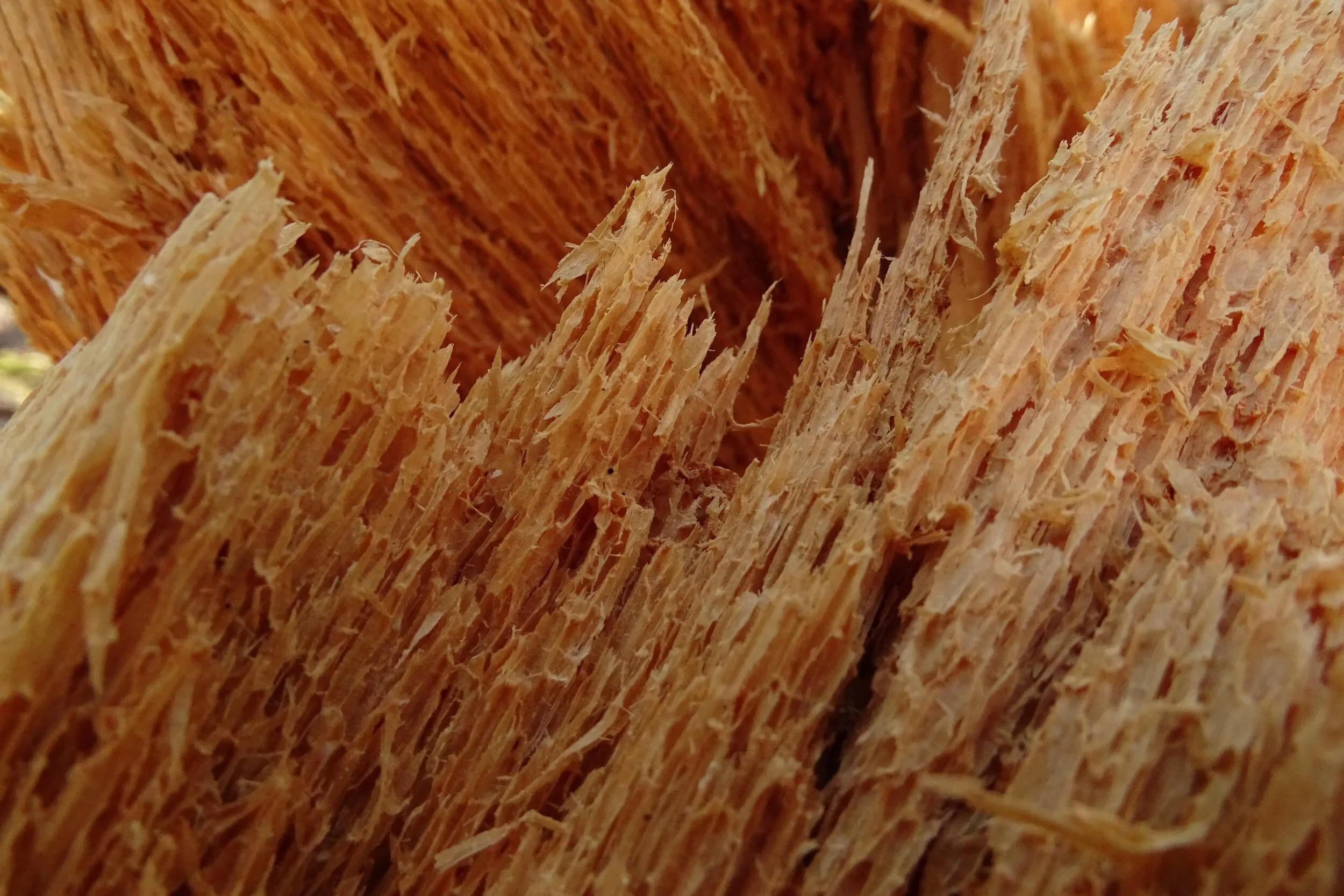 Figuring out fibrosis