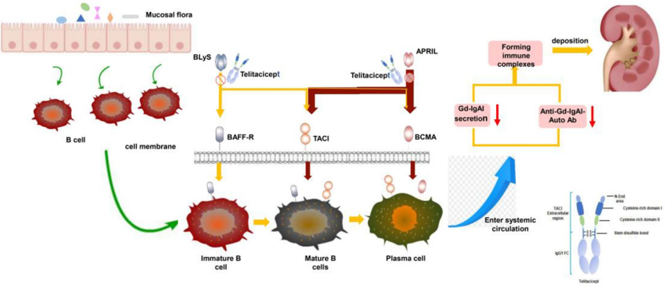 Fig. 1: Role of telitacicept in the treatment of IgA nephropathy from Wu, L. et al. Eur J Med 2023