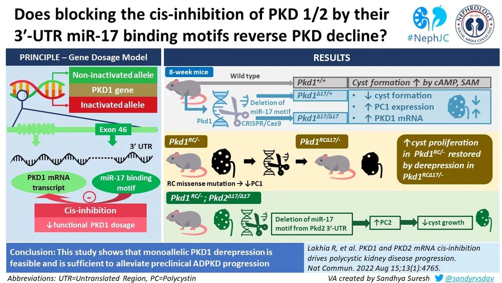 mRNA cis-inhibition in PKD progression - The Visual Abstract — NephJC